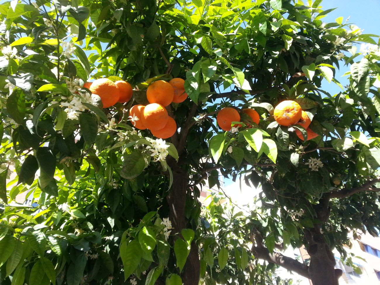 Azahar naranja